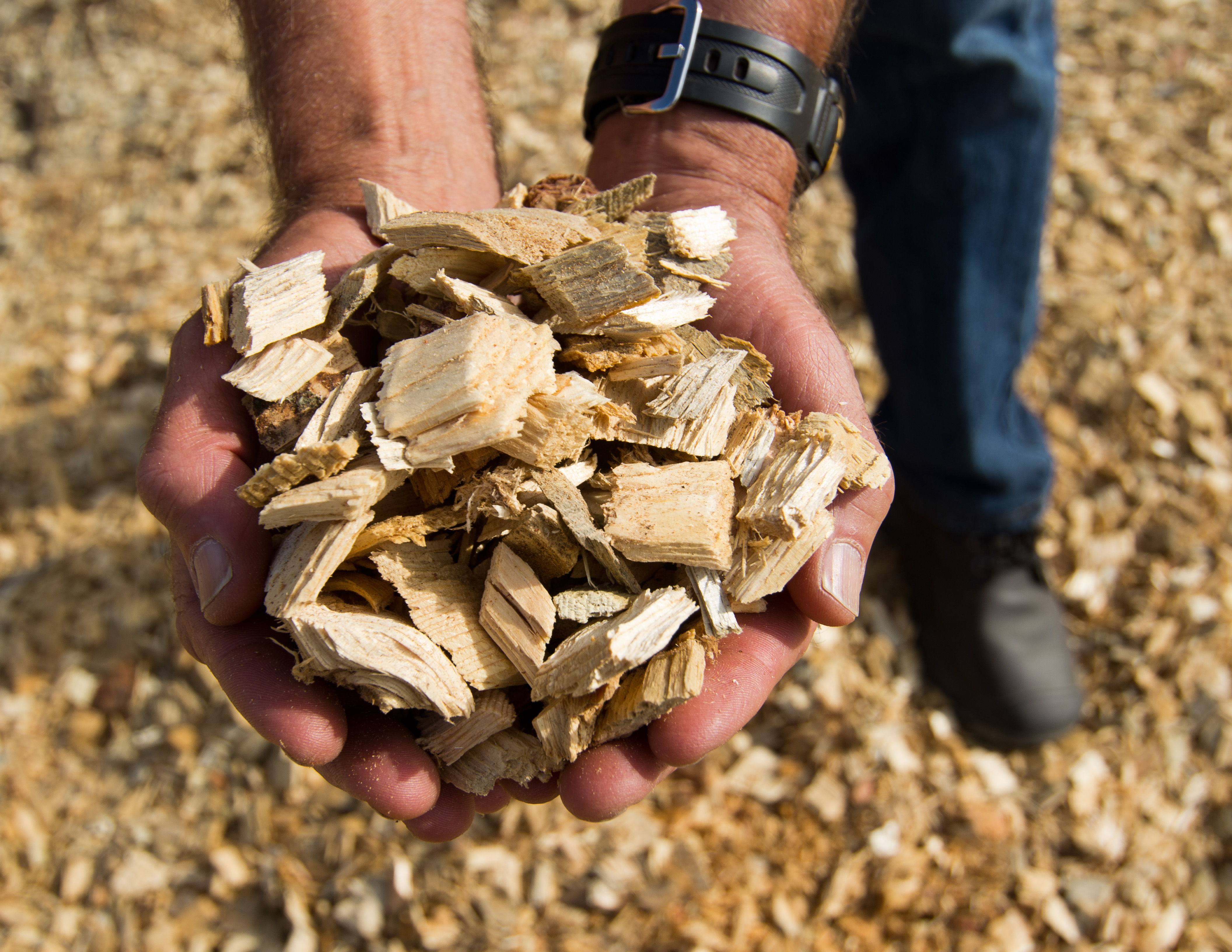 Training Course in Biomass and Contemporary Uses